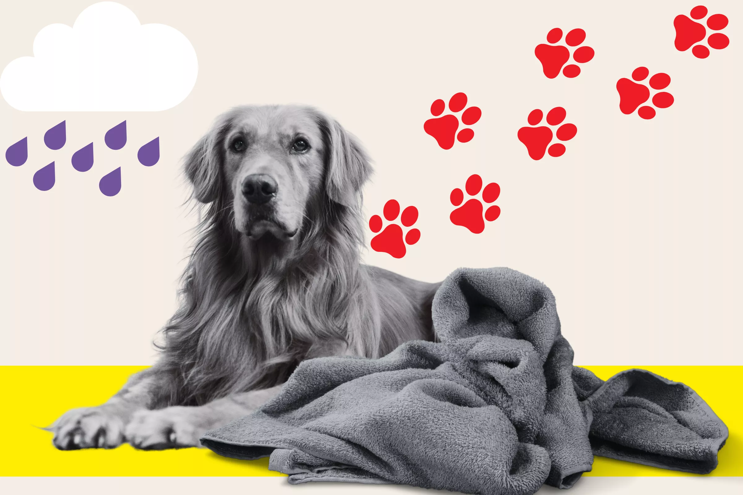 Delight at Golden Retriever Who 'Knows the Drill' for Coming in When Muddy - Vimarsana News