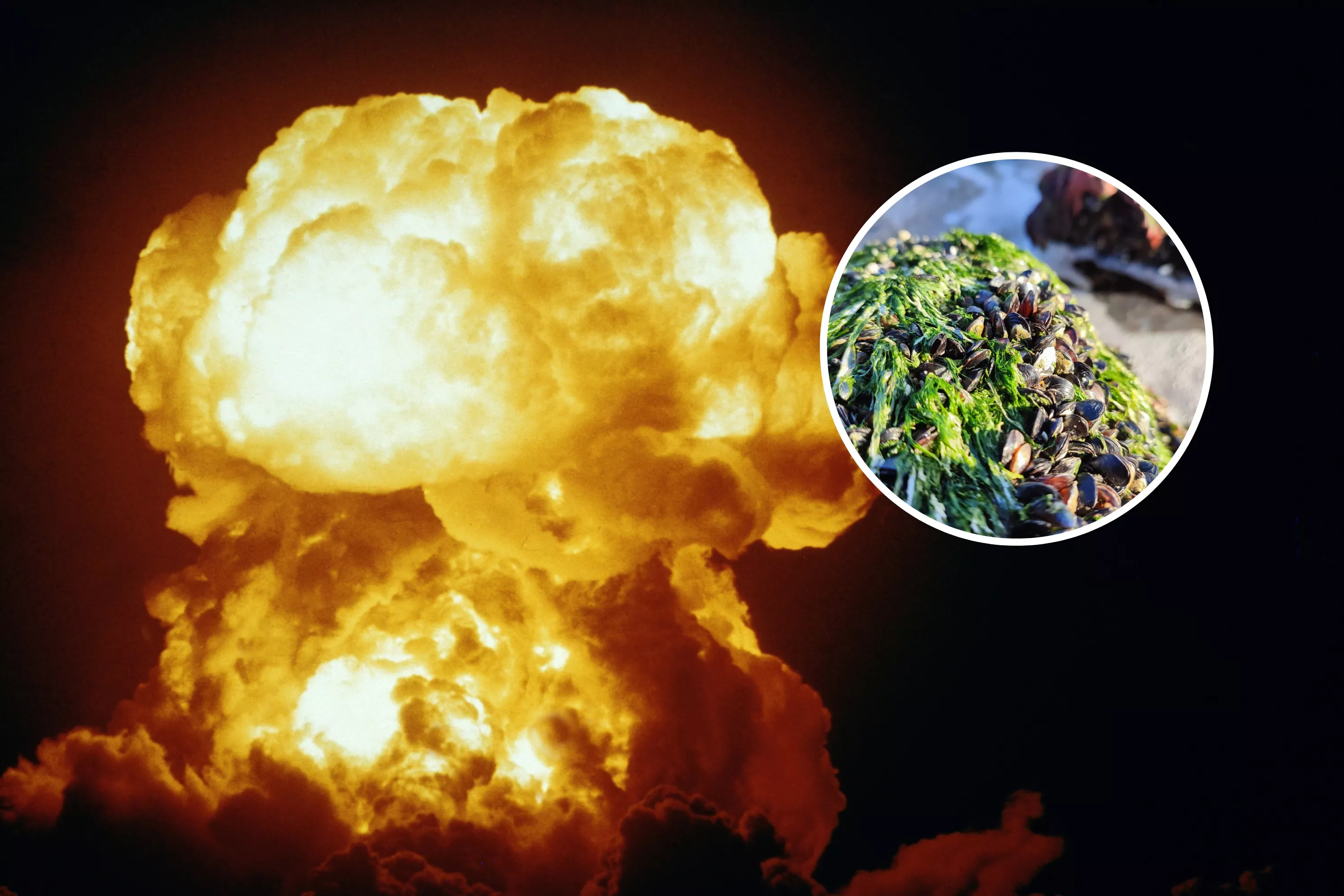 Overlooked Superfood Needs Farming in Case of World War III, Say Scientists - Vimarsana News