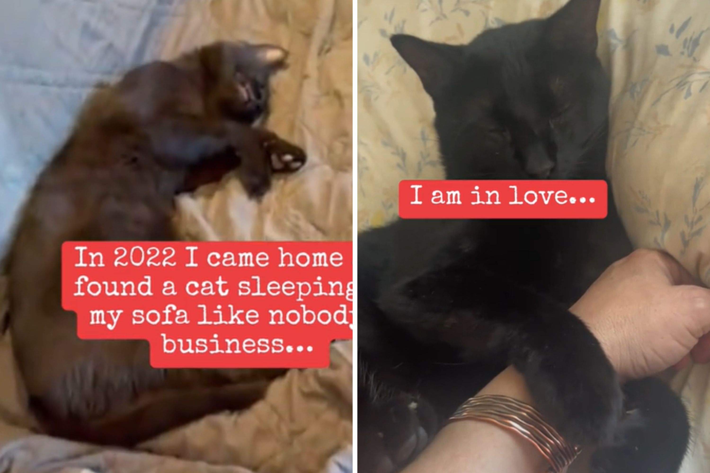 Family Comes Home to Find Black Cat Lying on Sofa, but There's a Problem