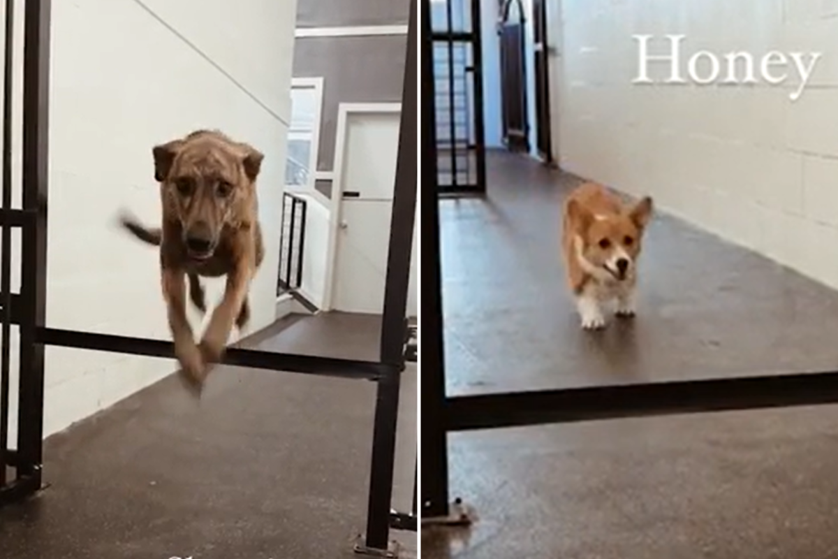 Testing dogs' athleticism