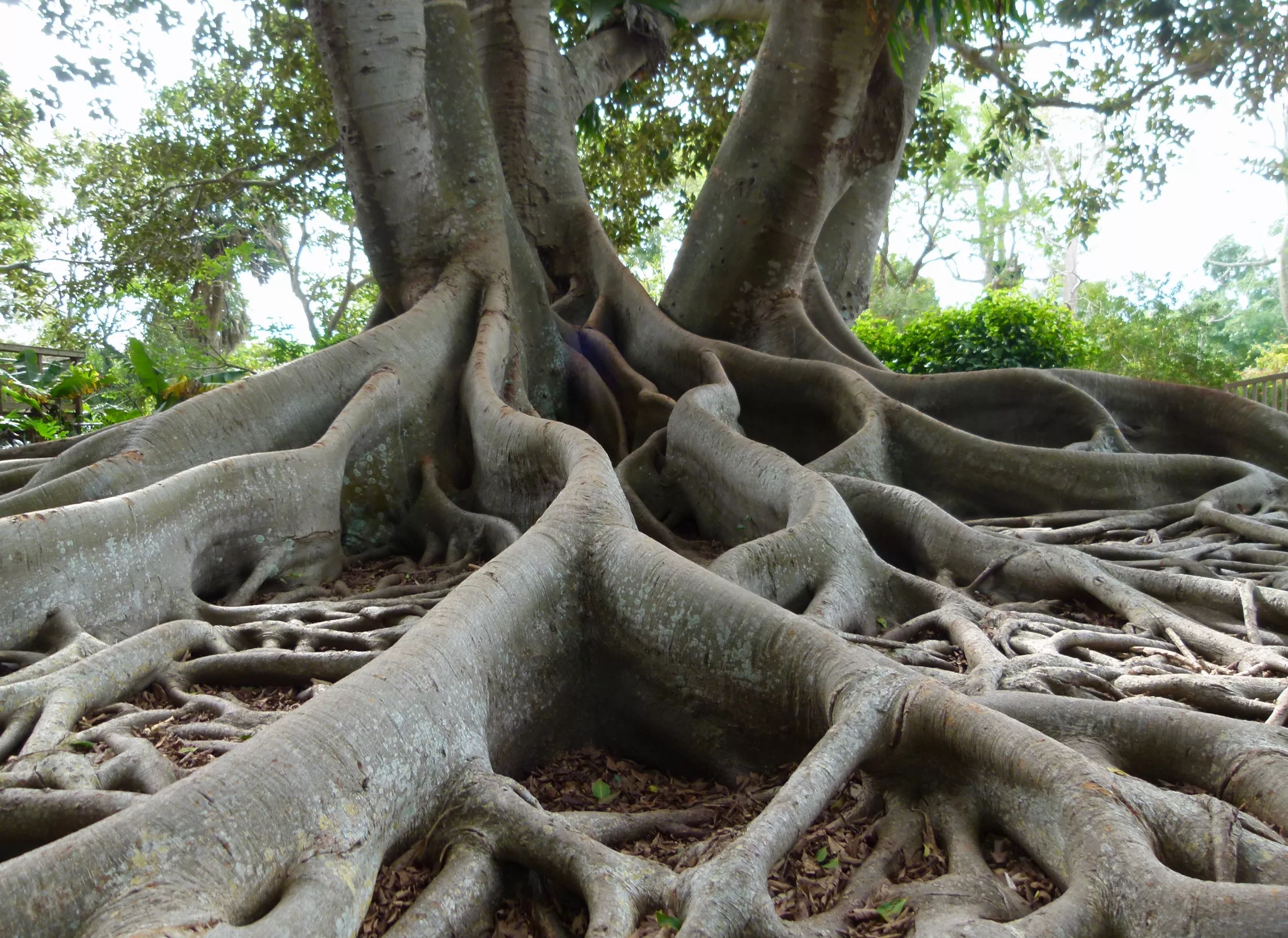 Zombie Tree Reanimates Leaves Into Roots: 'Truly Novel' - Vimarsana News