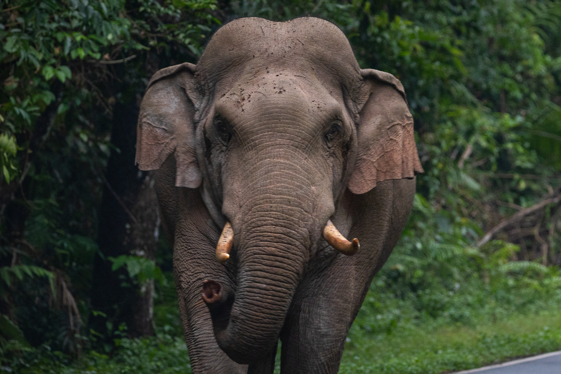 Wild Elephant Attack Leaves Man Dead