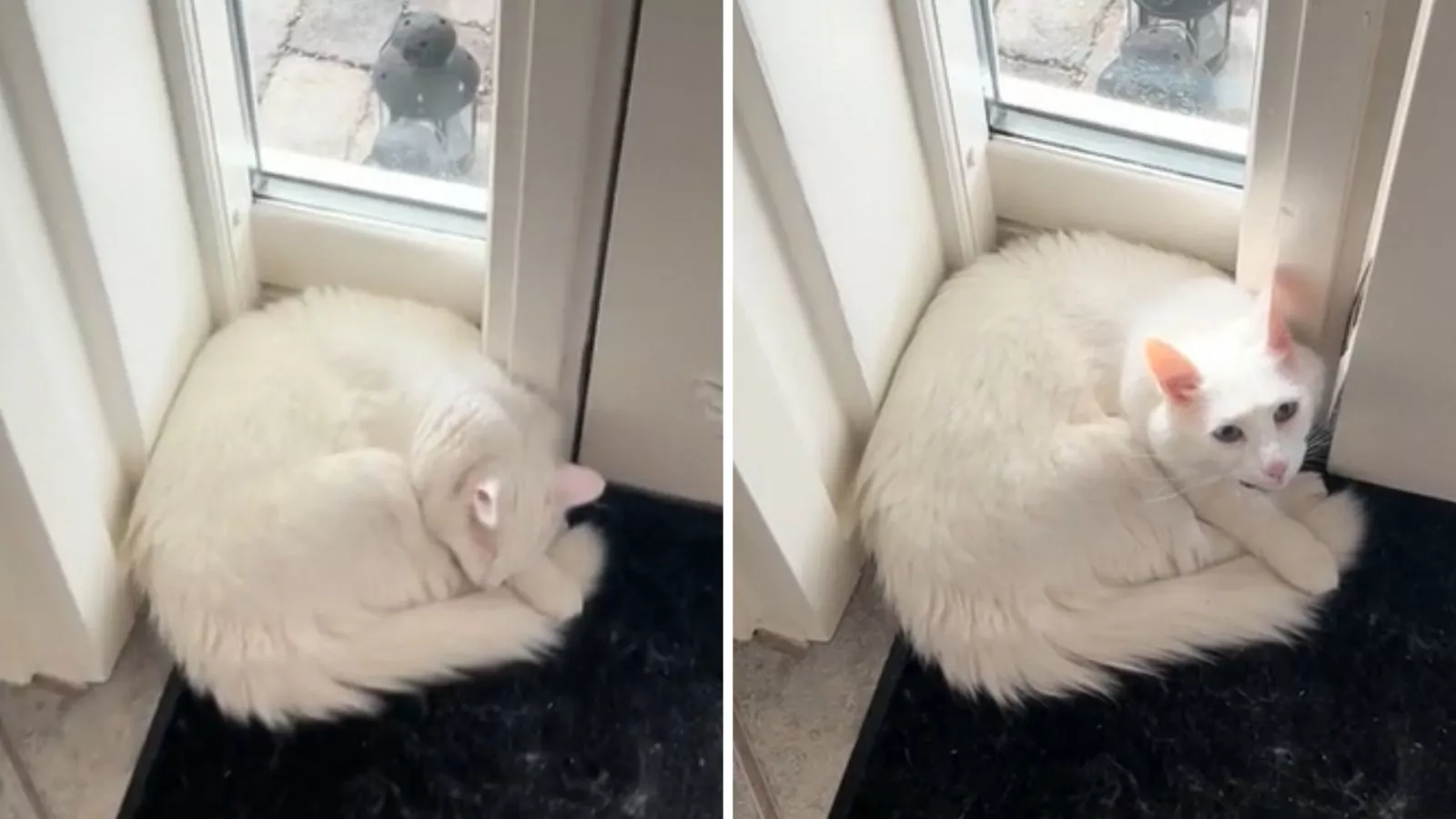 White cat door hot sale
