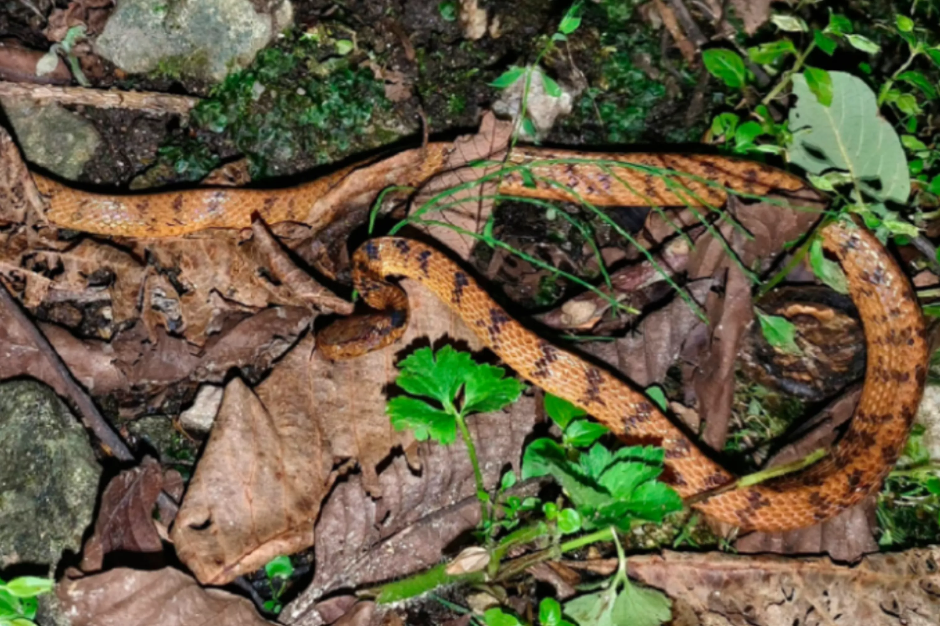 New Snake Species Found After It Suddenly Moves in Tree - Vimarsana News