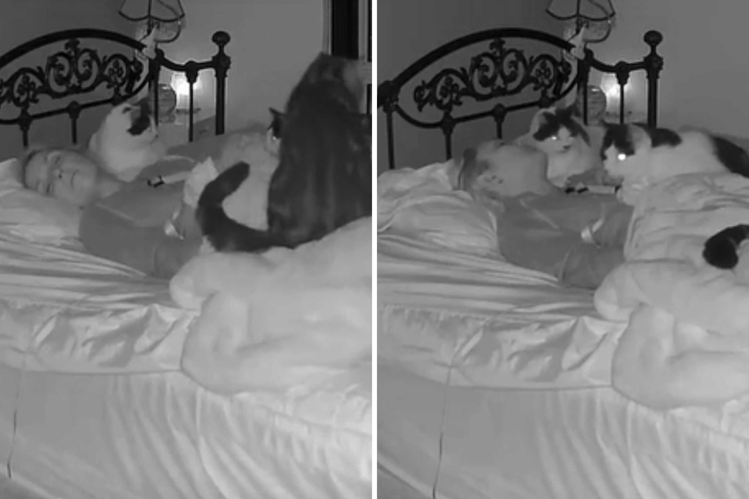 女性が深い眠りに落ちたときの6匹の猫の反応をカメラが捉えた