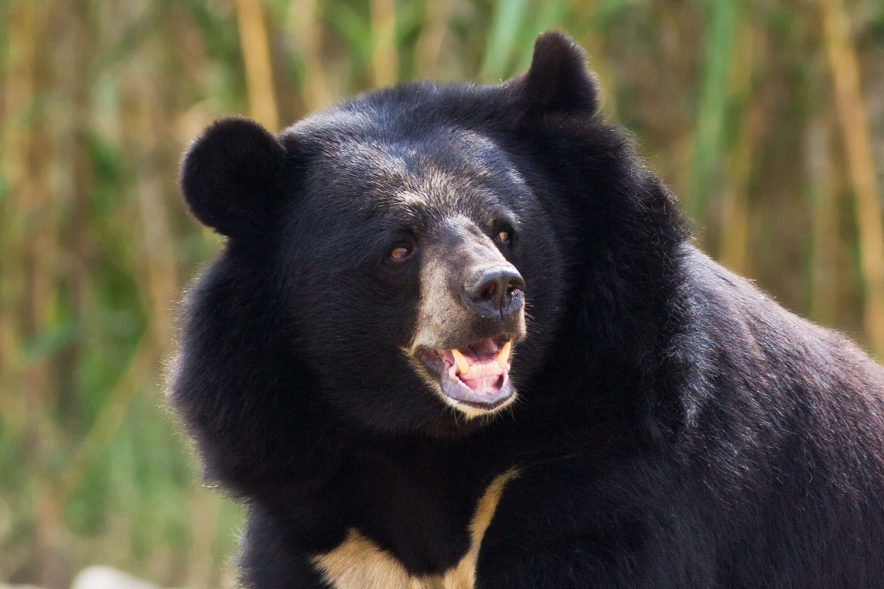 Man Cuts Off Arm To Escape Caged Bear Attack