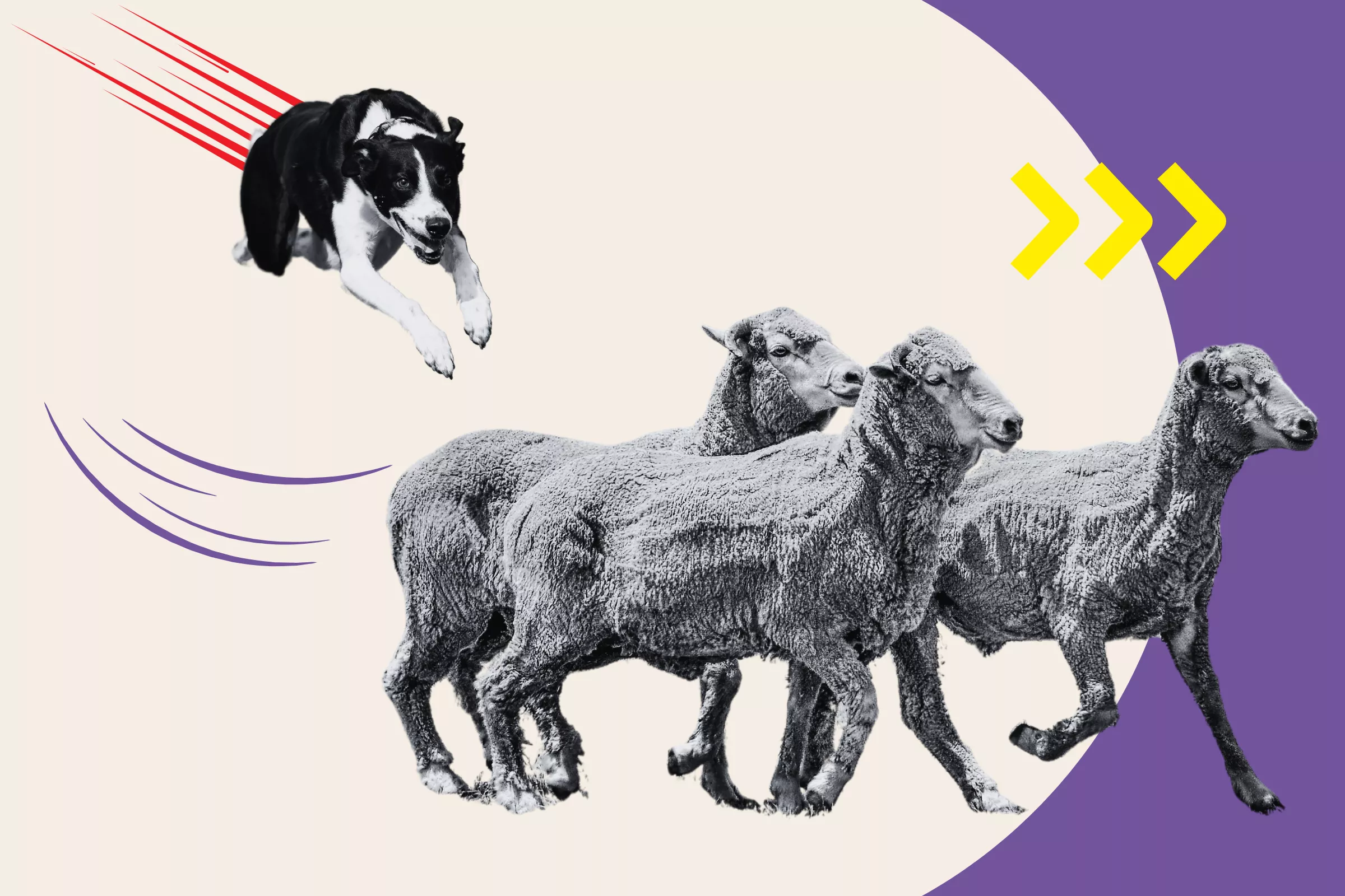 Border Collie Puppies Trying Their Best to Herd Sheep Melts Hearts - Vimarsana News