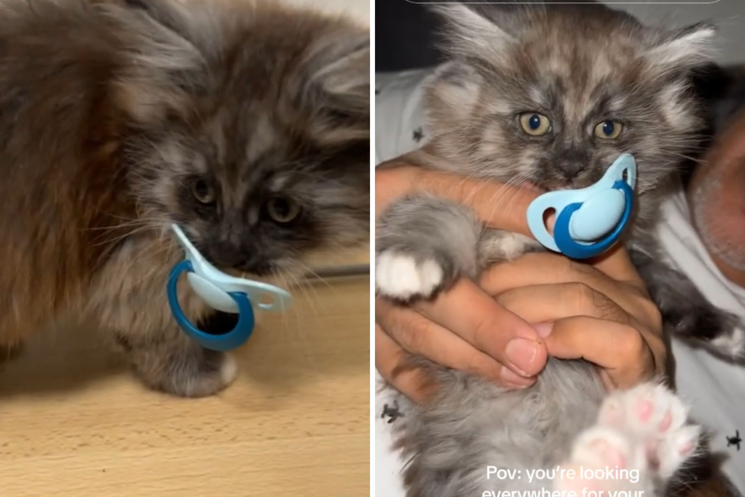 Kitten pacifier toys hotsell