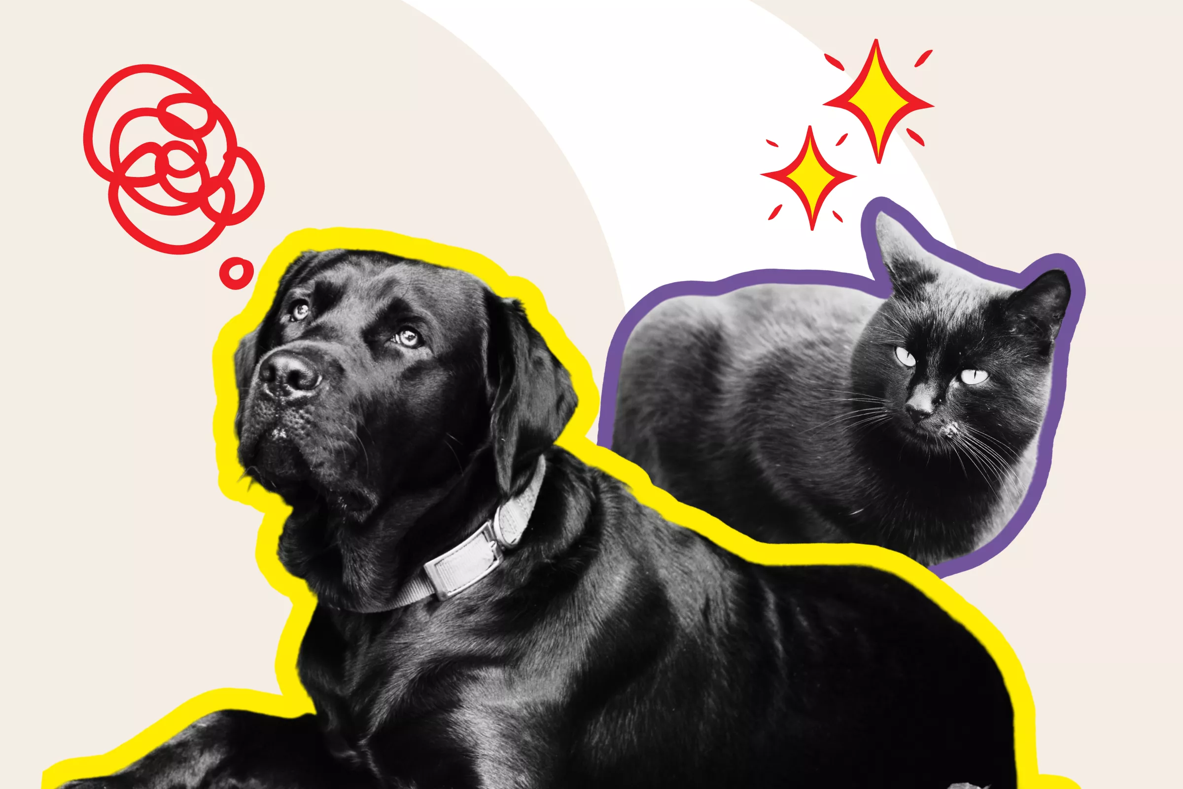 Dog's Reaction To 'Cat Who Smacks Him Around' Has Internet In Stitches - Vimarsana News