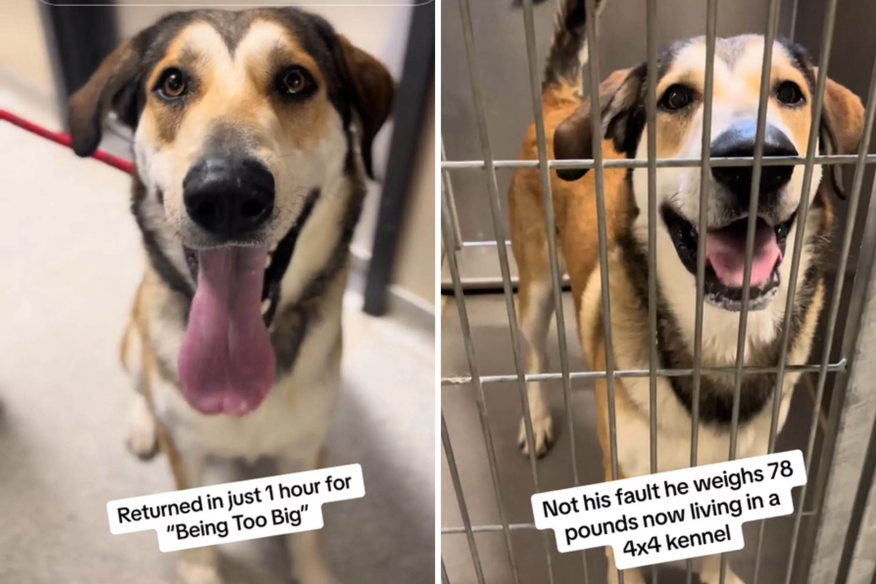 Adopted Dog Returned to Shelter After Just One Hour for 'Being Too Big' - Vimarsana News