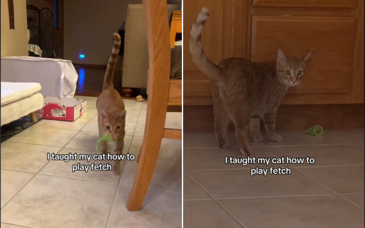 Pippin the cat plays fetch.