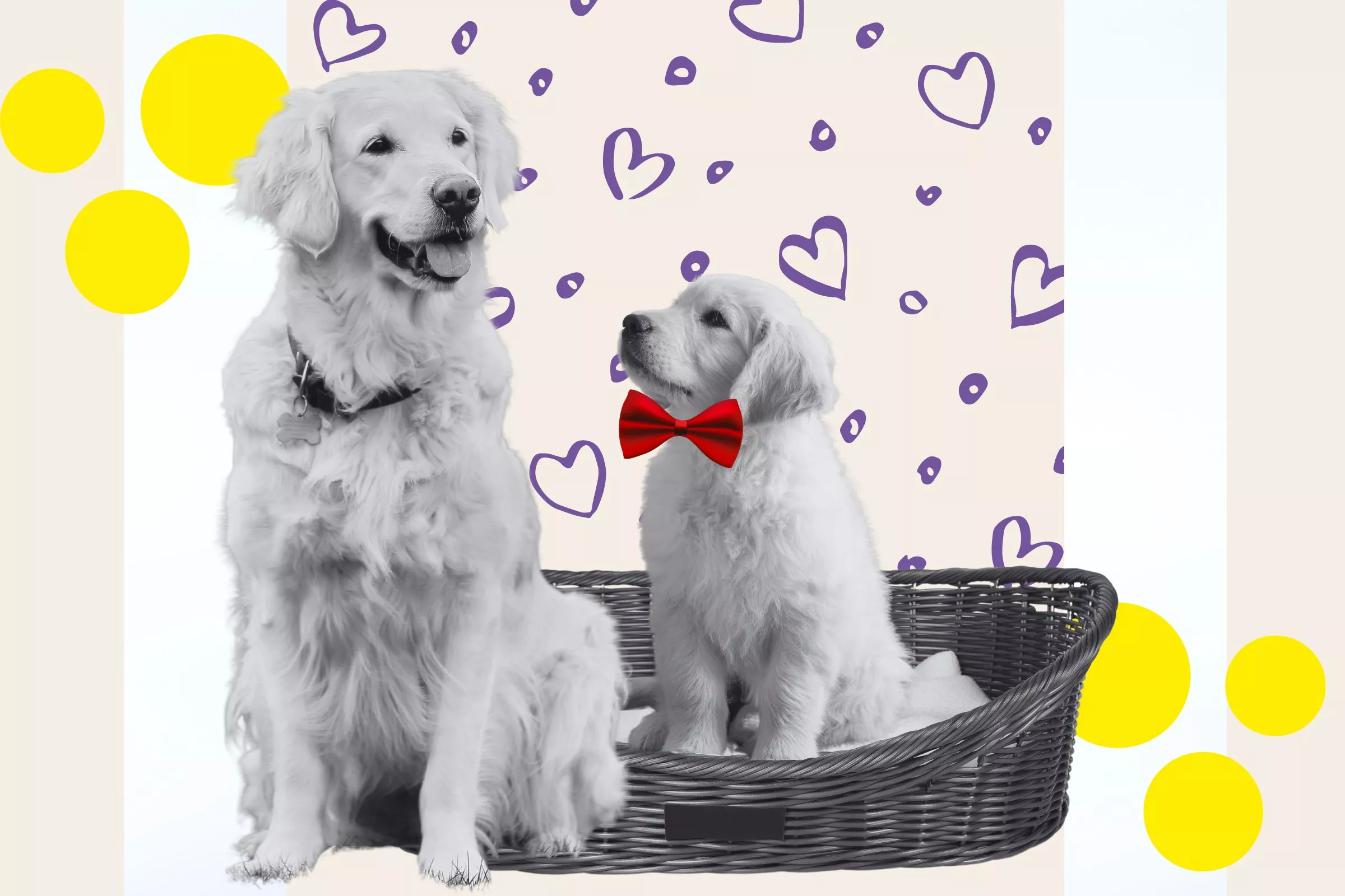 Four Dogs' Reaction to 'Unexpected Addition' Puppy Melts Hearts - Vimarsana News