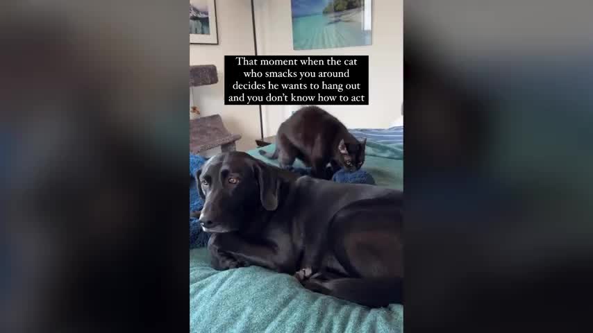 Cat smacks dog hot sale