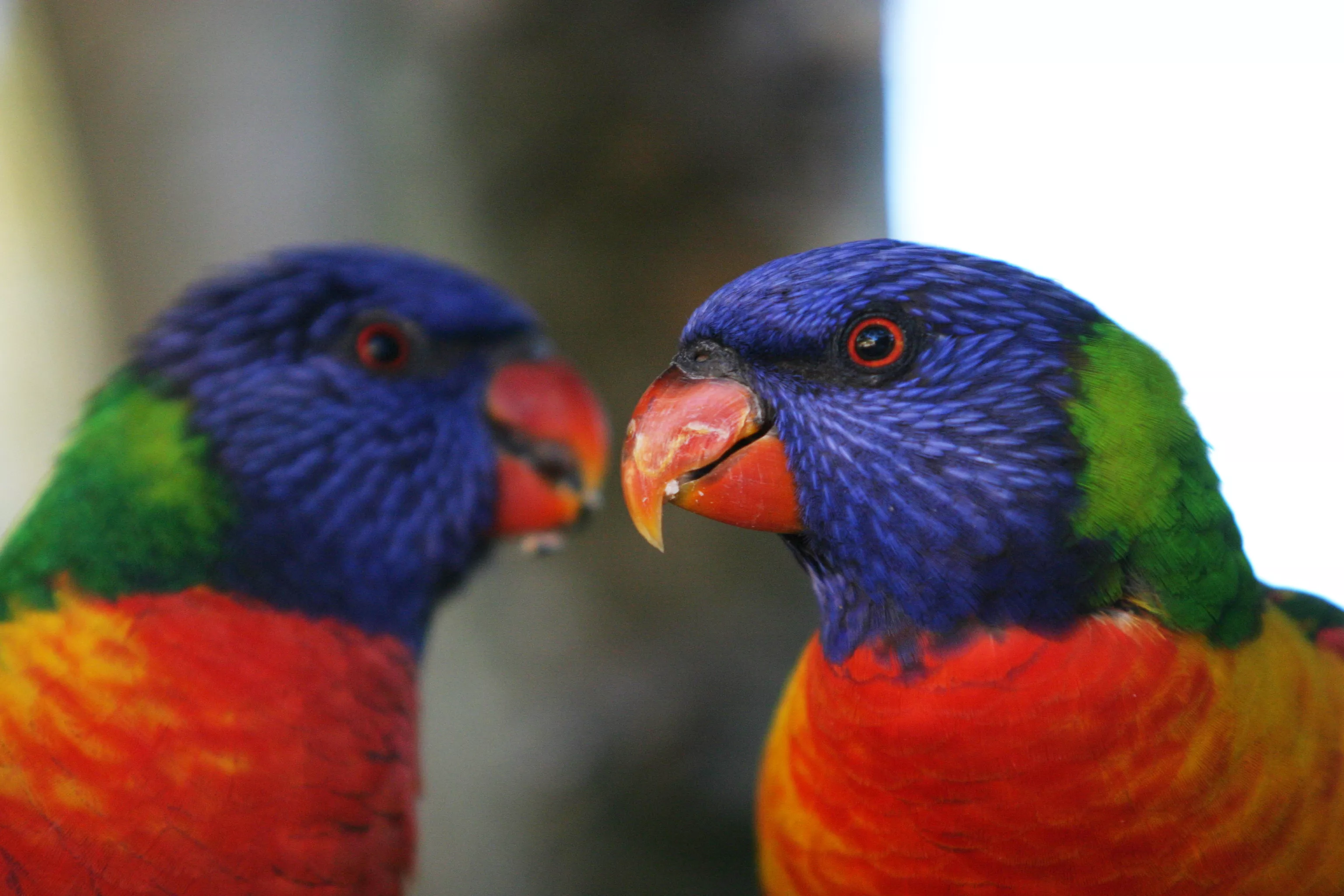Mystery As Hundreds of Paralyzed Parrots Drop From the Sky - Vimarsana News
