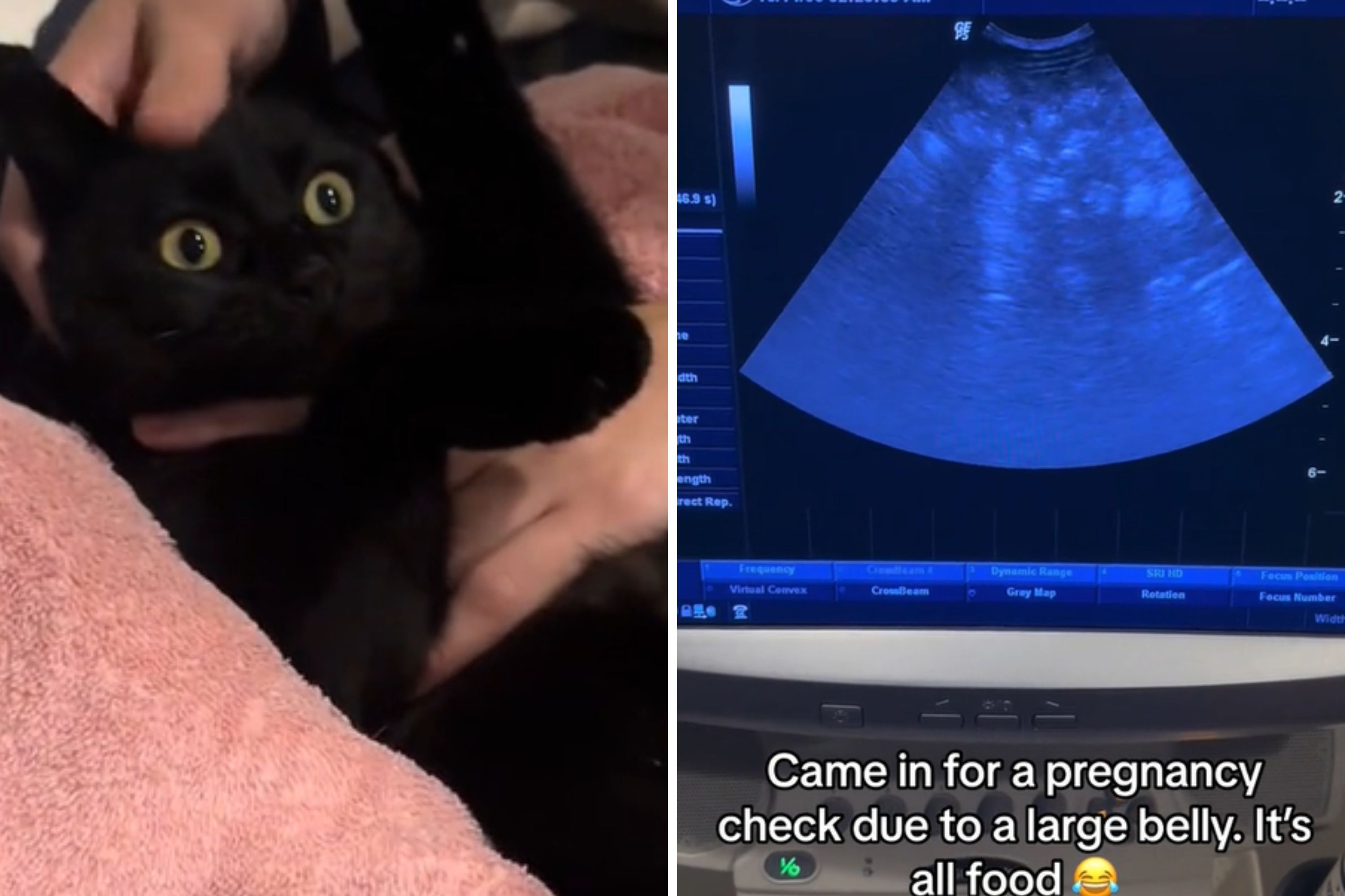 Black cat scan