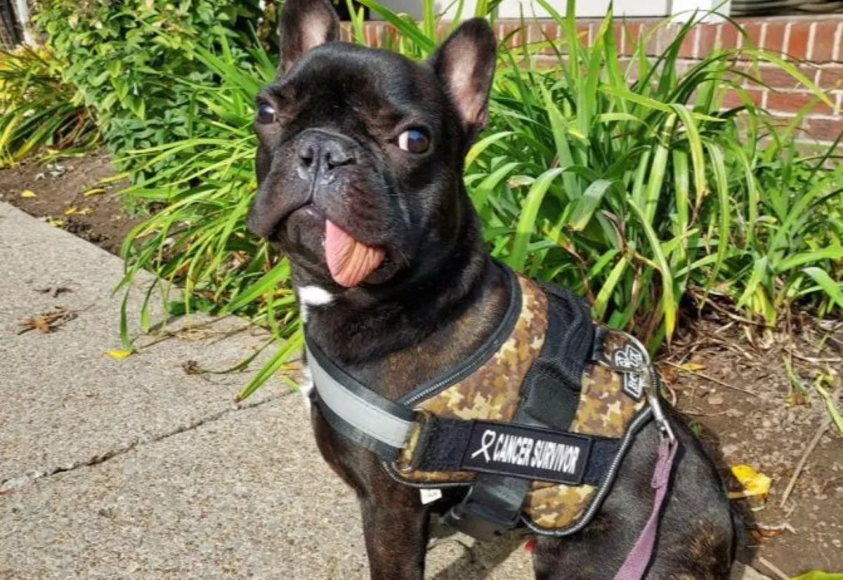 Bulldog Puppy Spontaneously Regrows Jaw Removed in Cancer Surgery - Vimarsana News