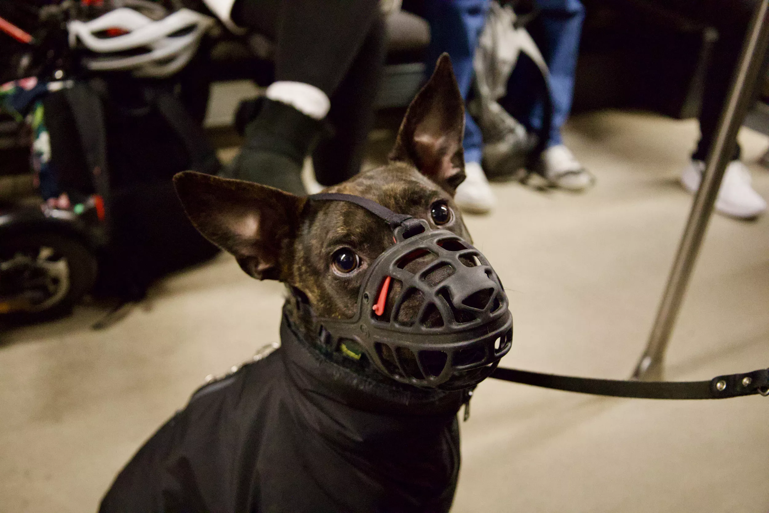 Florida to 'Destroy' Certain Dogs Under New Bill - Vimarsana News
