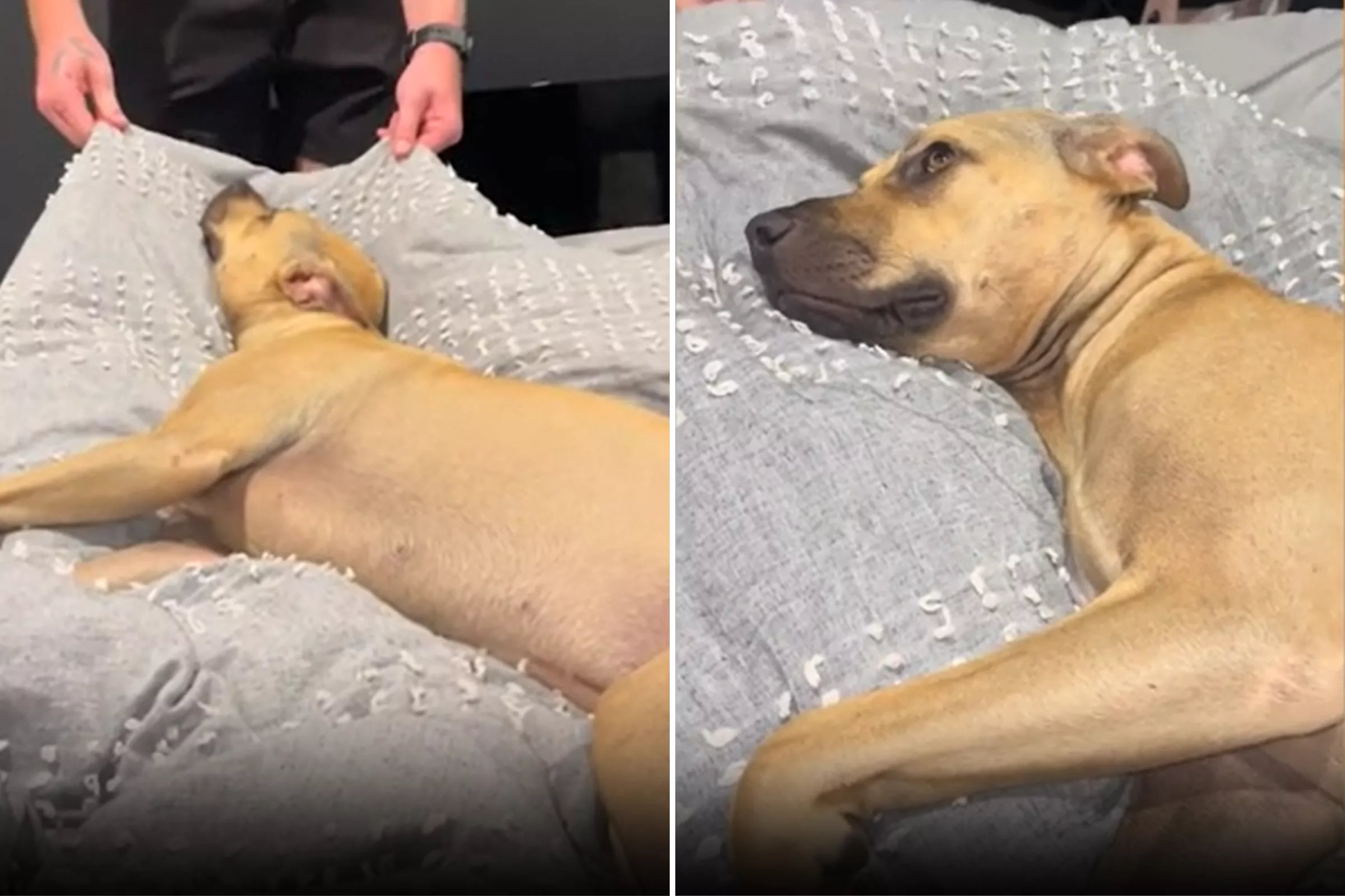 Rescue Dog Has Relatable Reaction to Getting Out of Bed: 'No Thanks' - Vimarsana News