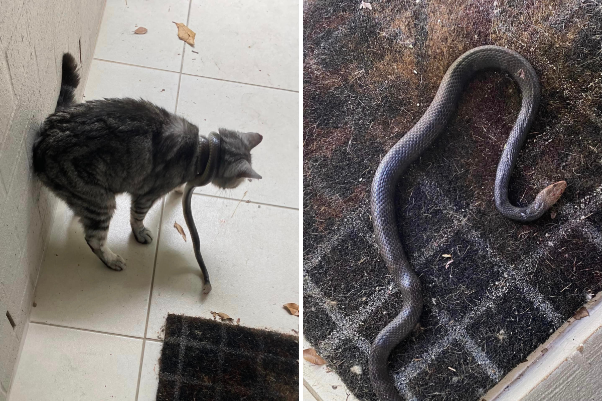 Cat and eastern brown snake 