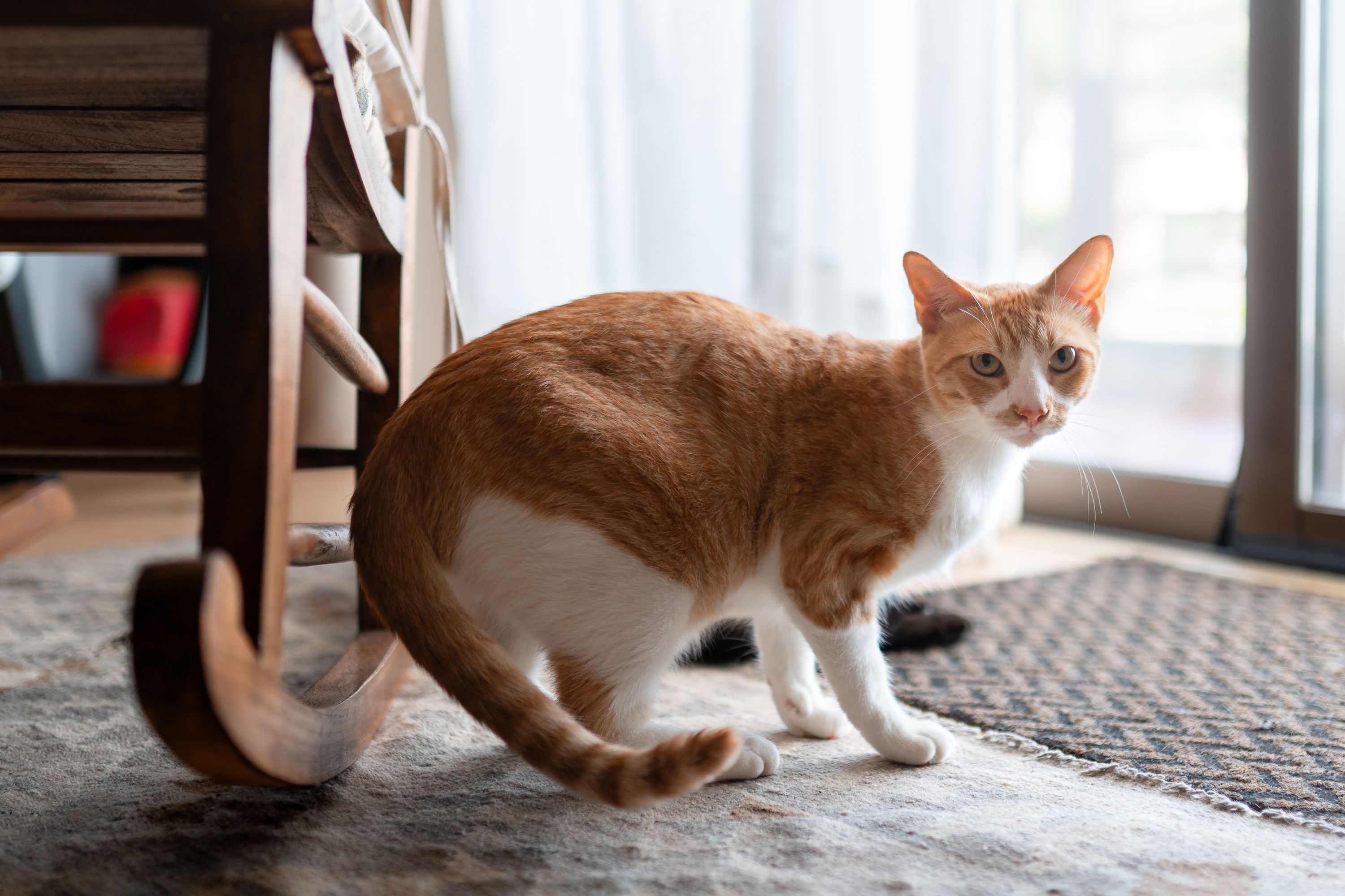 Cat Turning 20 Years Old Shows He Still Has the 'Kitten Zoomies' Newsweek