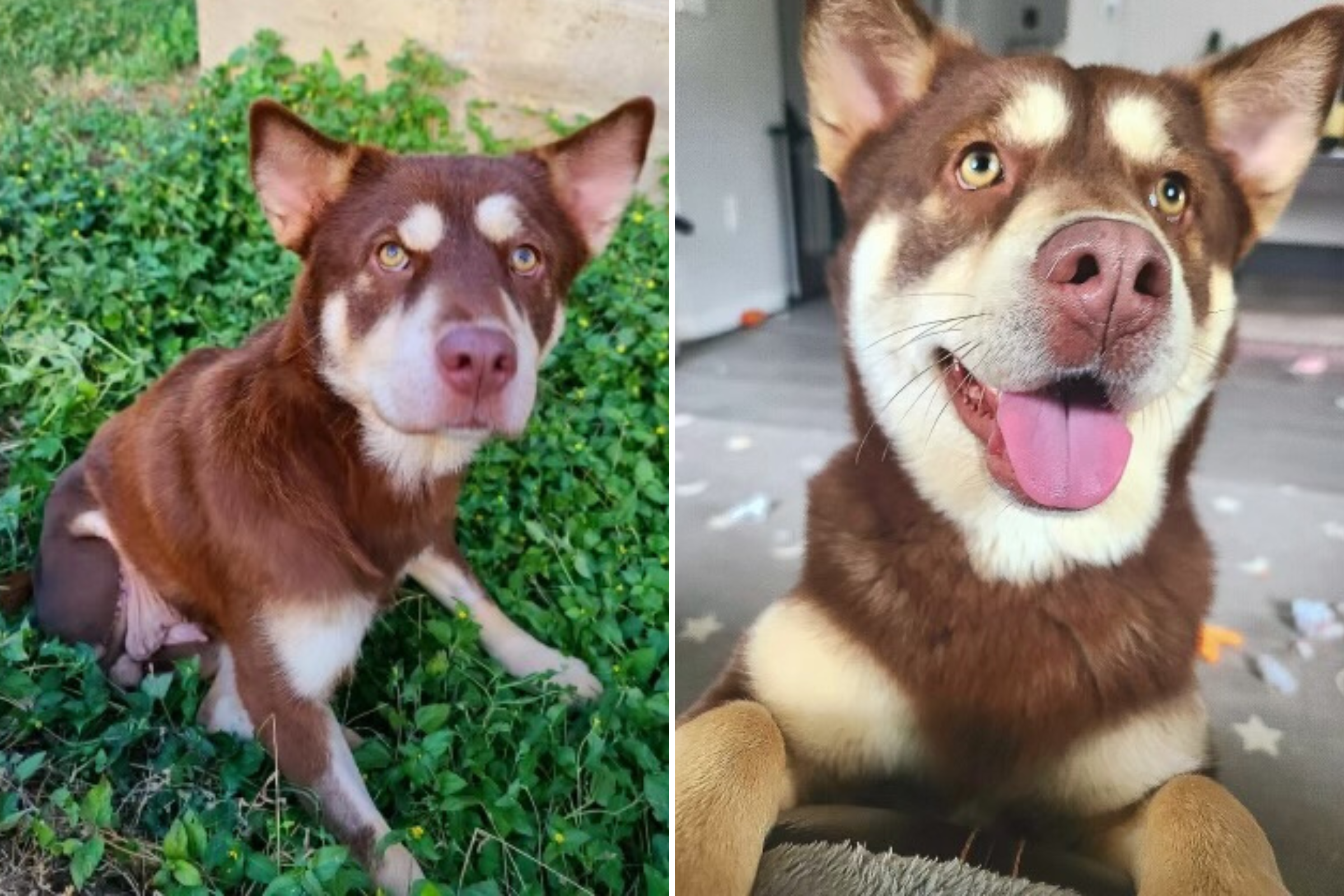 Un chien de sauvetage toujours souriant malgré un an sans demande d’adoption