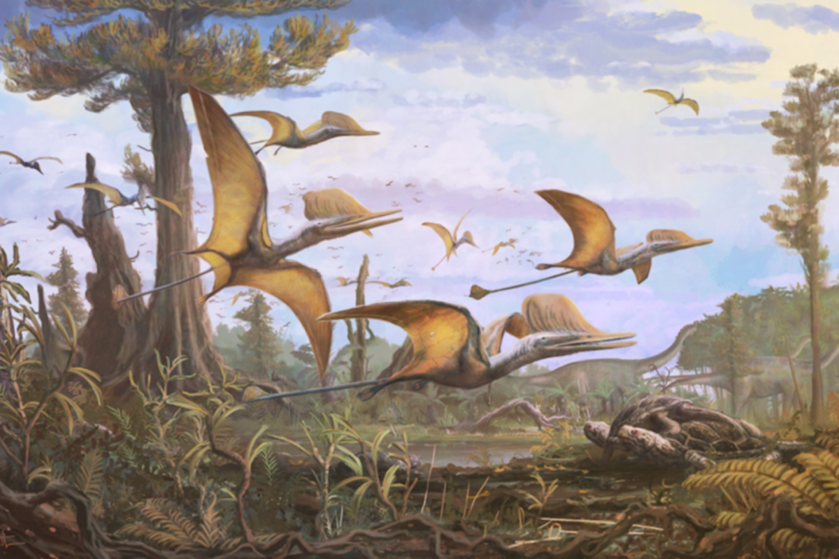 A new pterosaur species, Ceoptera evansae
