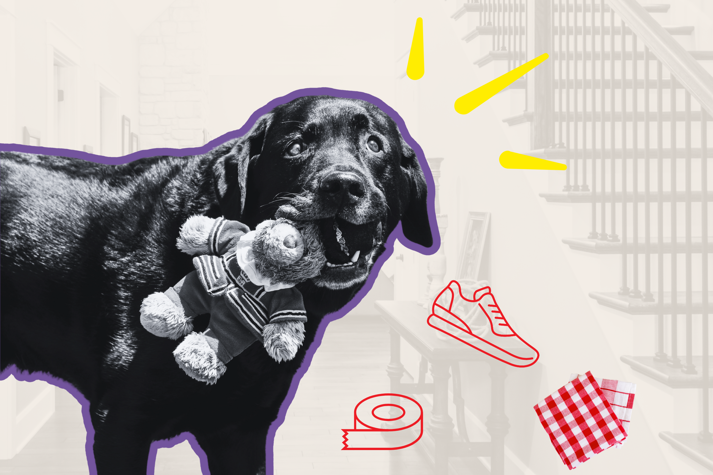 Internet Obsessed With How Labrador Greets Owner Daily