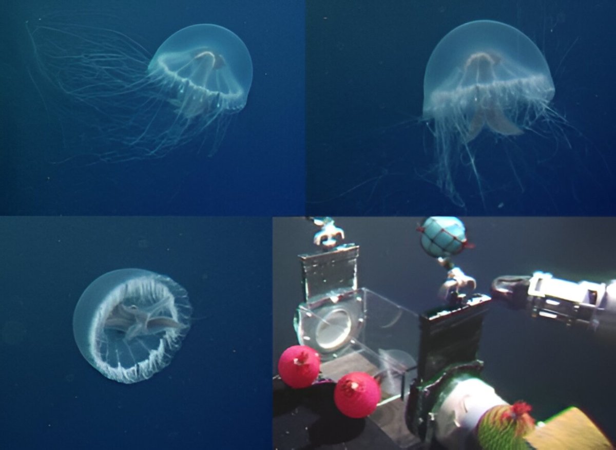 new jellyfish capture