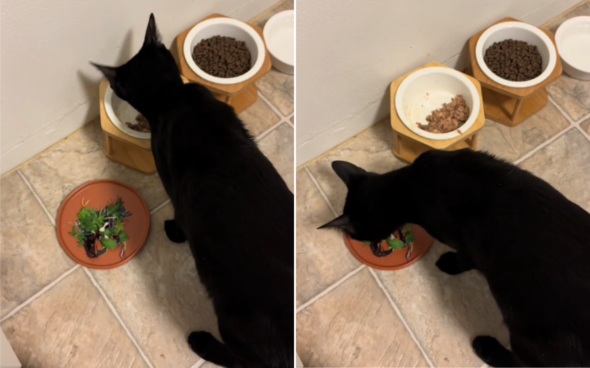 Shaggy the cat enjoying his salad.