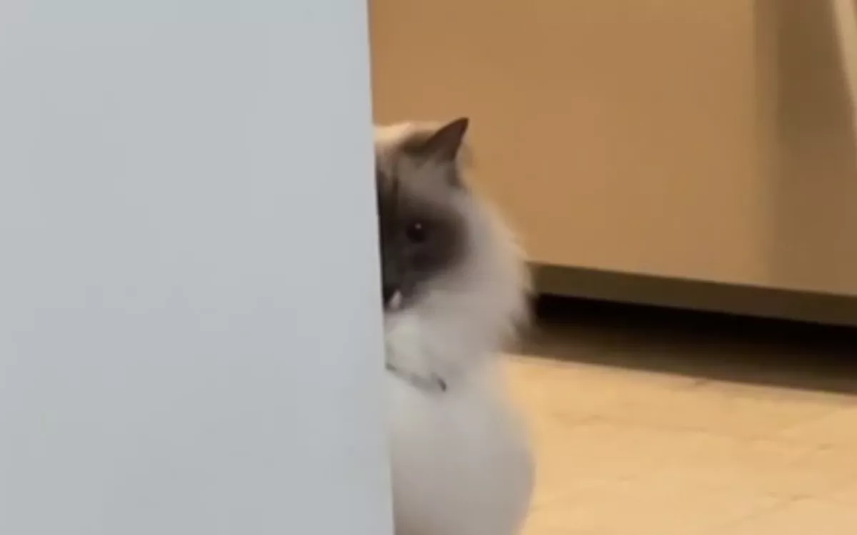 Cat Reacts to Owner's Chocolate After Being Told It's 'Too Late for Treats' - Vimarsana News