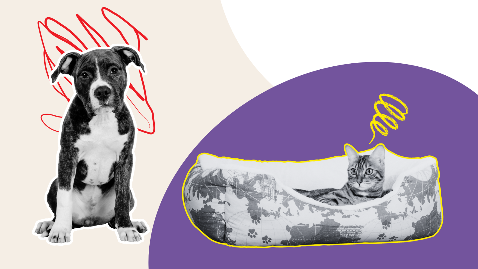 Dog Has Relatable Expression As Cat Steals Entirety Of His