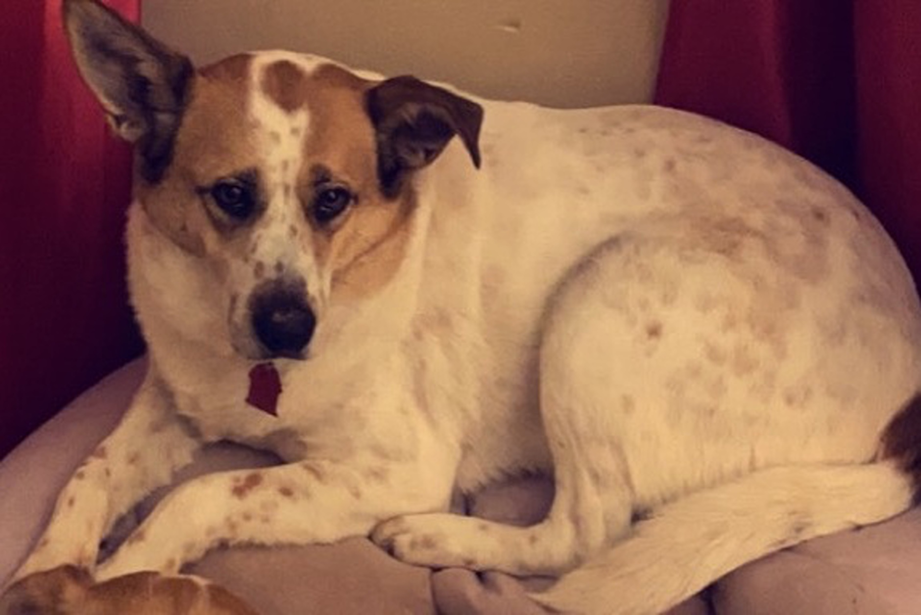 Dog Shot by Amazon Delivery Driver Dog Shot by Amazon Delivery Driver