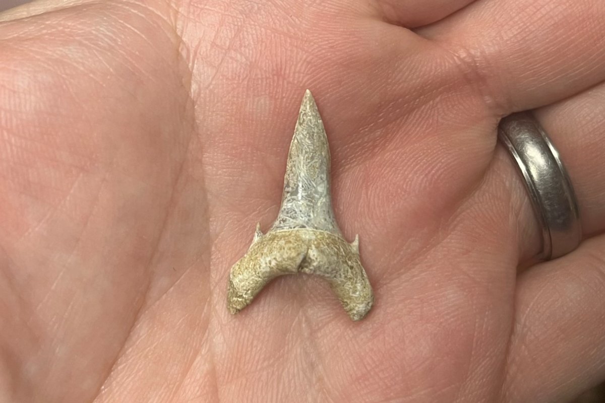 fossil shark tooth