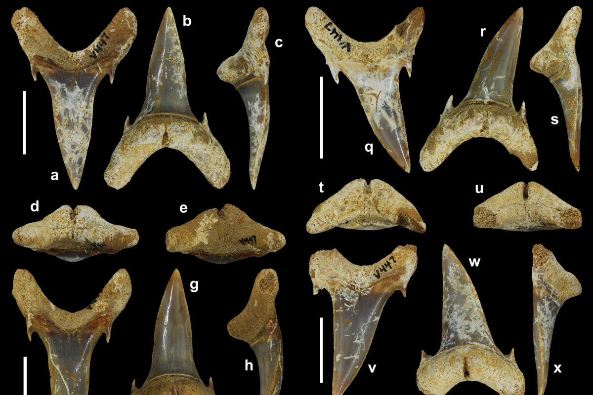 ancient shark teeth