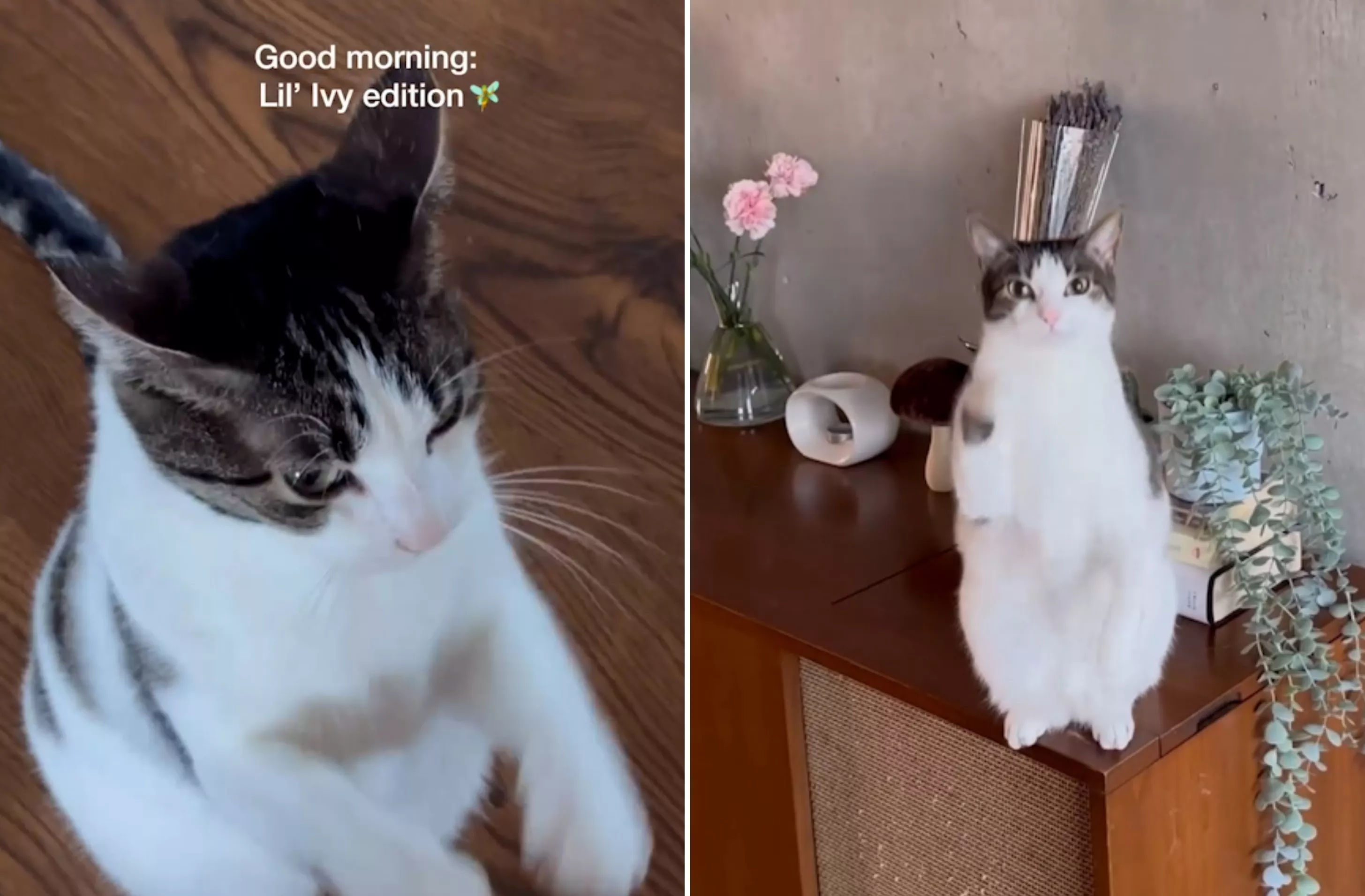 Cat's Adorable Greeting to Owner Each Morning Delights Internet - Vimarsana News