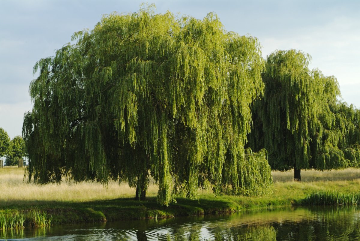 Willow trees by water