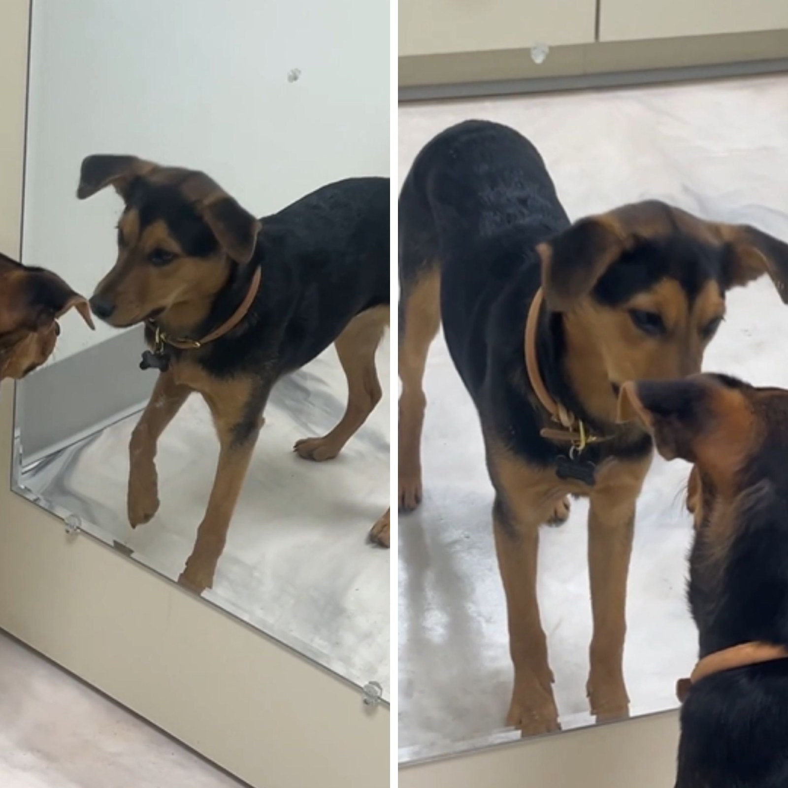 Dog Has Best Reaction to Discovering Himself in Mirror: 'Hello Handsome