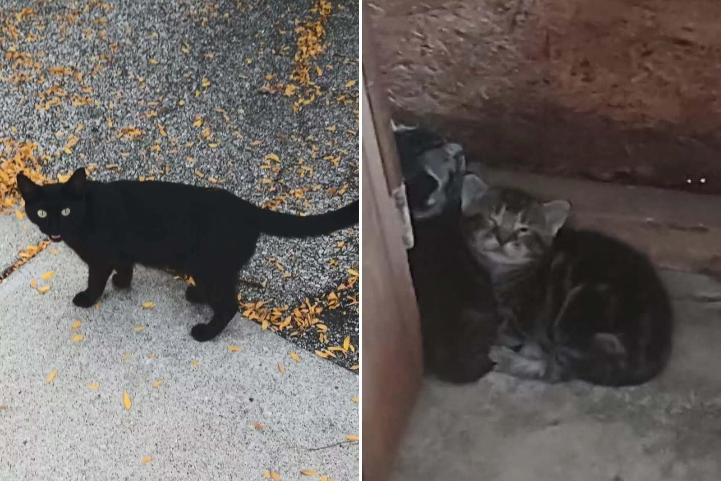 Pregnant Cat Left Abandoned After Owners Move Out Finds Forever Home - Vimarsana News
