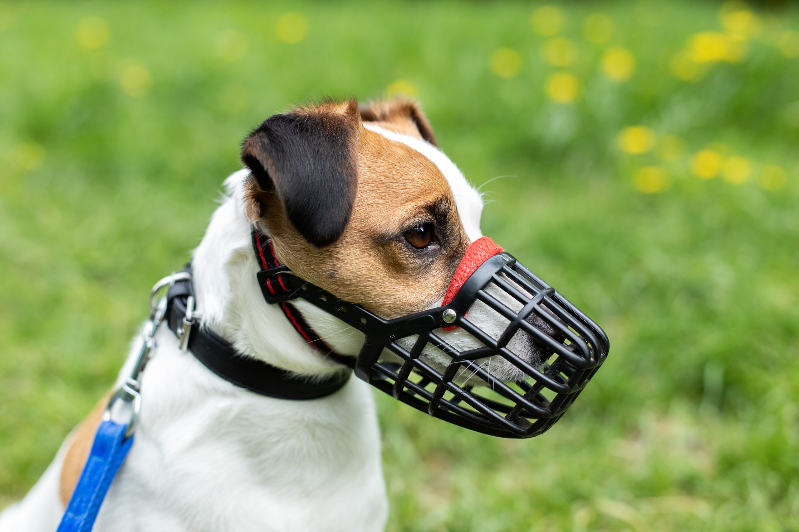 Dangerous shop dog collar