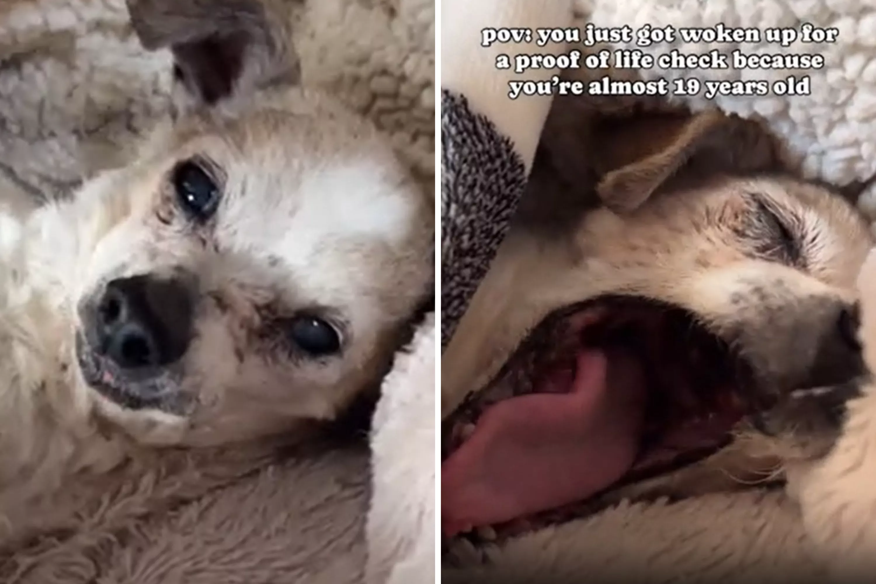 Senior Dog Woken From Nap by 'Proof of Life Check' Melts Hearts - Vimarsana News