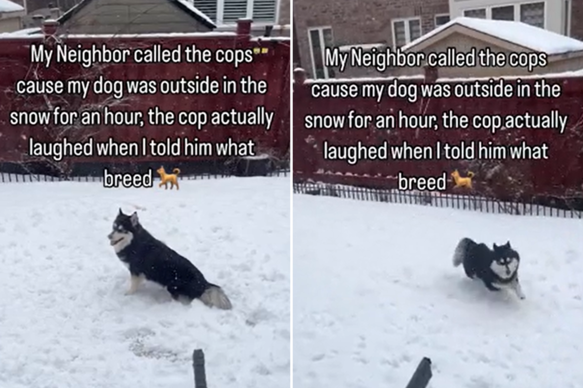 Pomsky playing in snow