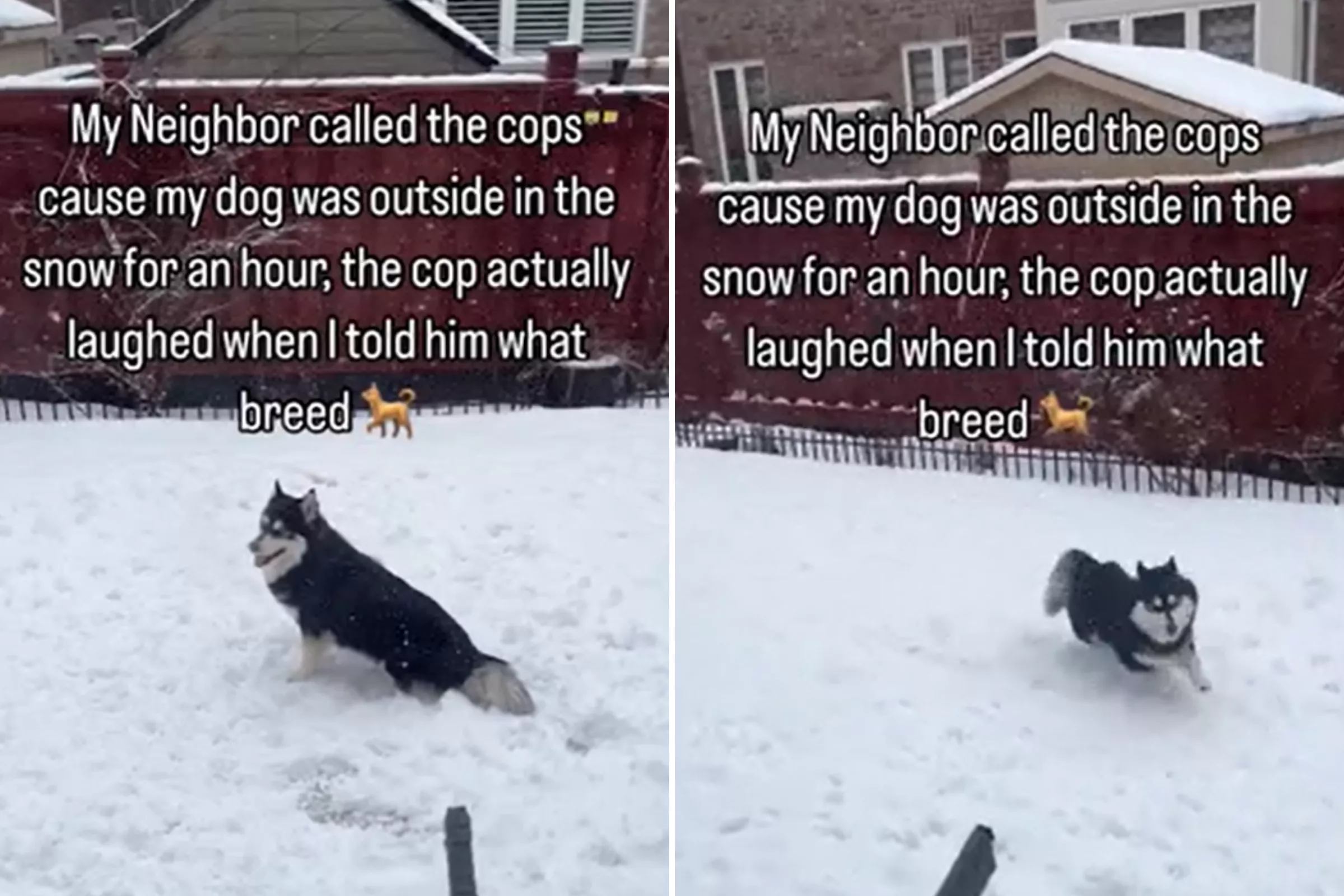 Police Called Over Pet Dog Outside in Snow but 'Laugh' When Learning Breed - Vimarsana News