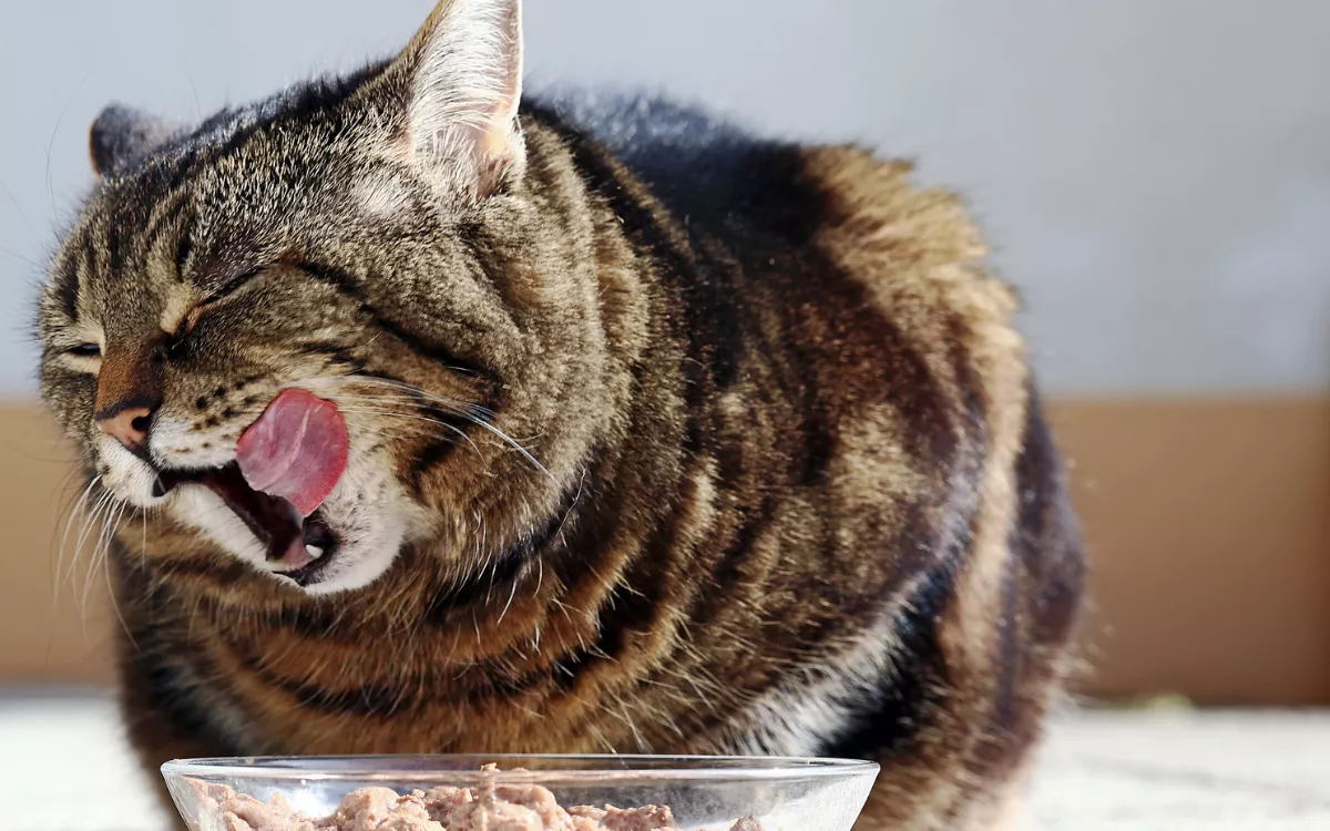 Cat Fed New Flavor of Food Lets Owner Know What She Thinks—'Immediately No' - Vimarsana News
