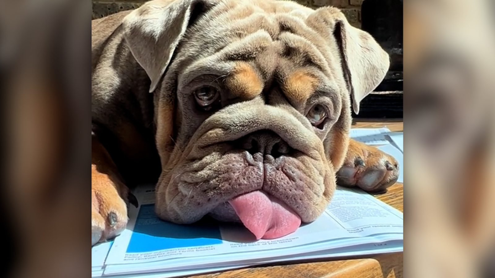 Bulldog Springs Surprise on Owner Working From Home Inappropriate