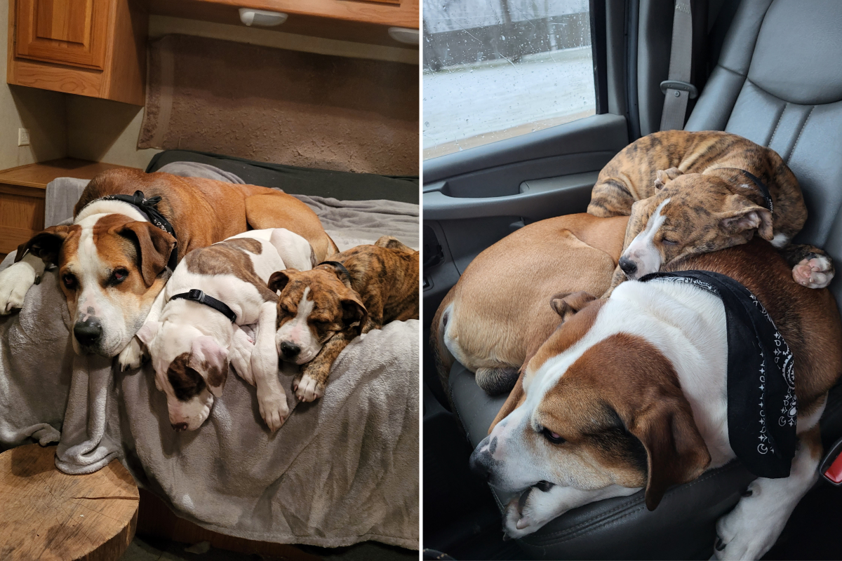 Dave Pruitt's three dogs