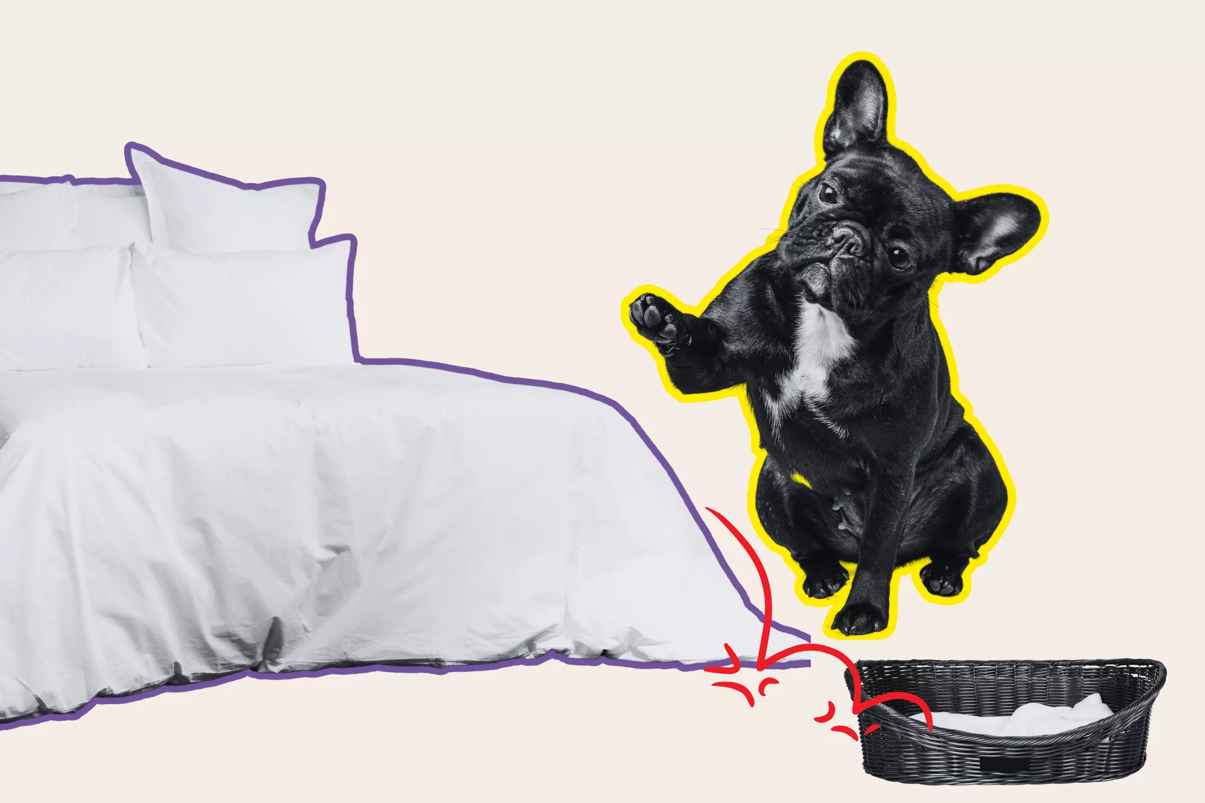 Dog Refusing to Sleep Alone Delights Internet: 'Our Bed Is Now His' - Vimarsana News