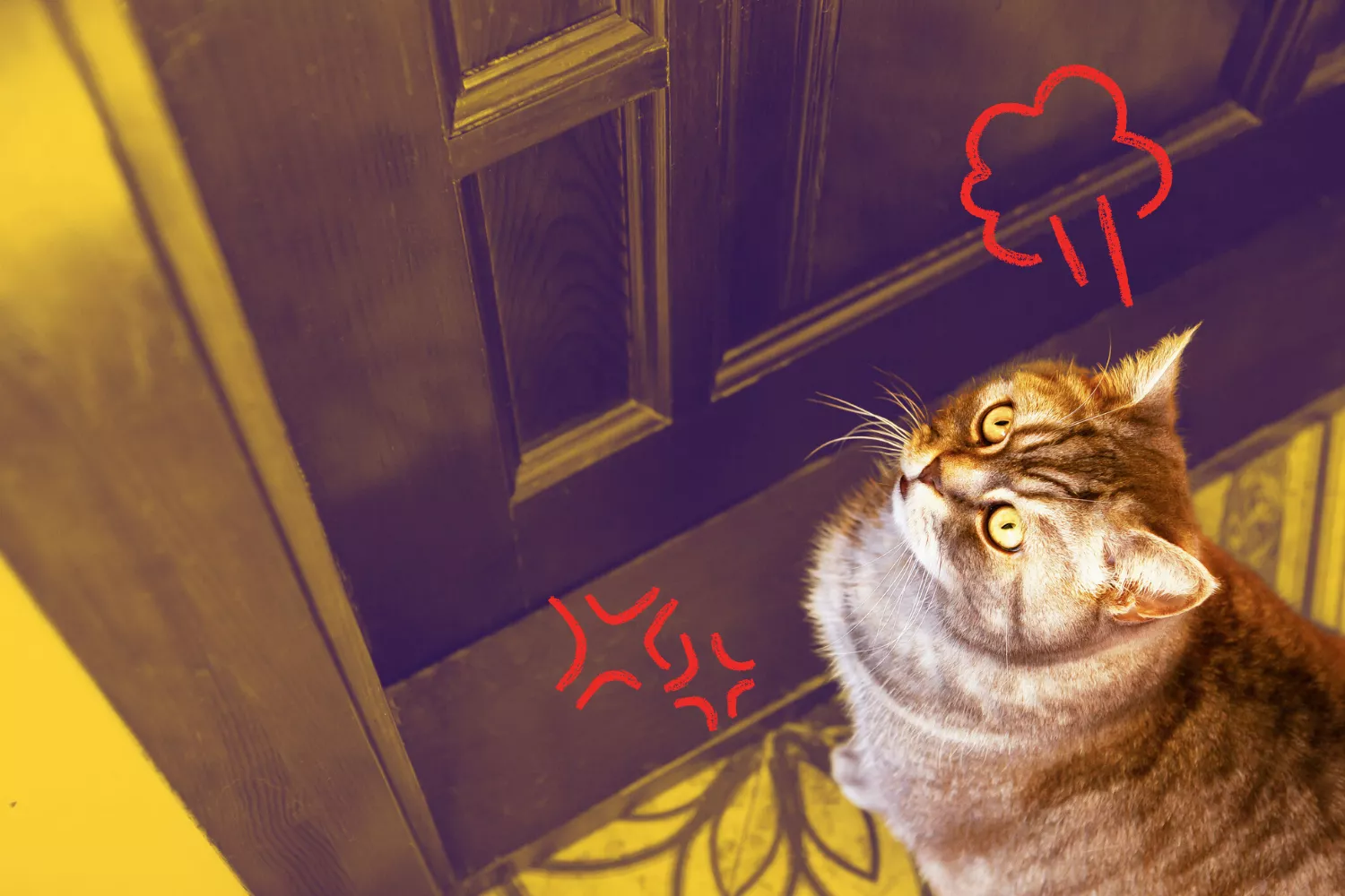 Cat Makes Feelings Clear After Being Left Out of Bedroom: 'Scolding me' - Vimarsana News