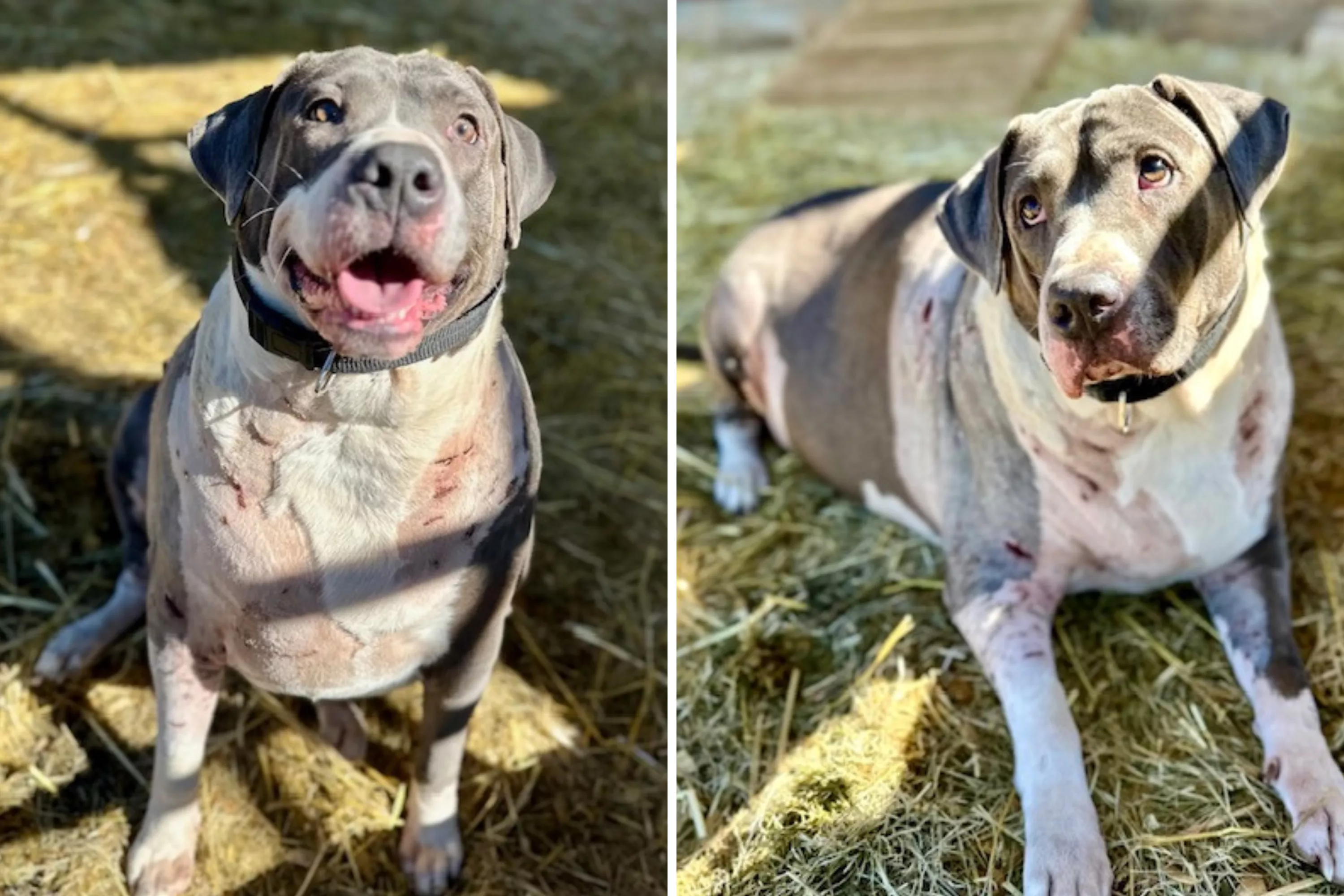 Pup 'Too Heavy' to Move Left in Freezing Rain After Being Attacked by Dog - Vimarsana News