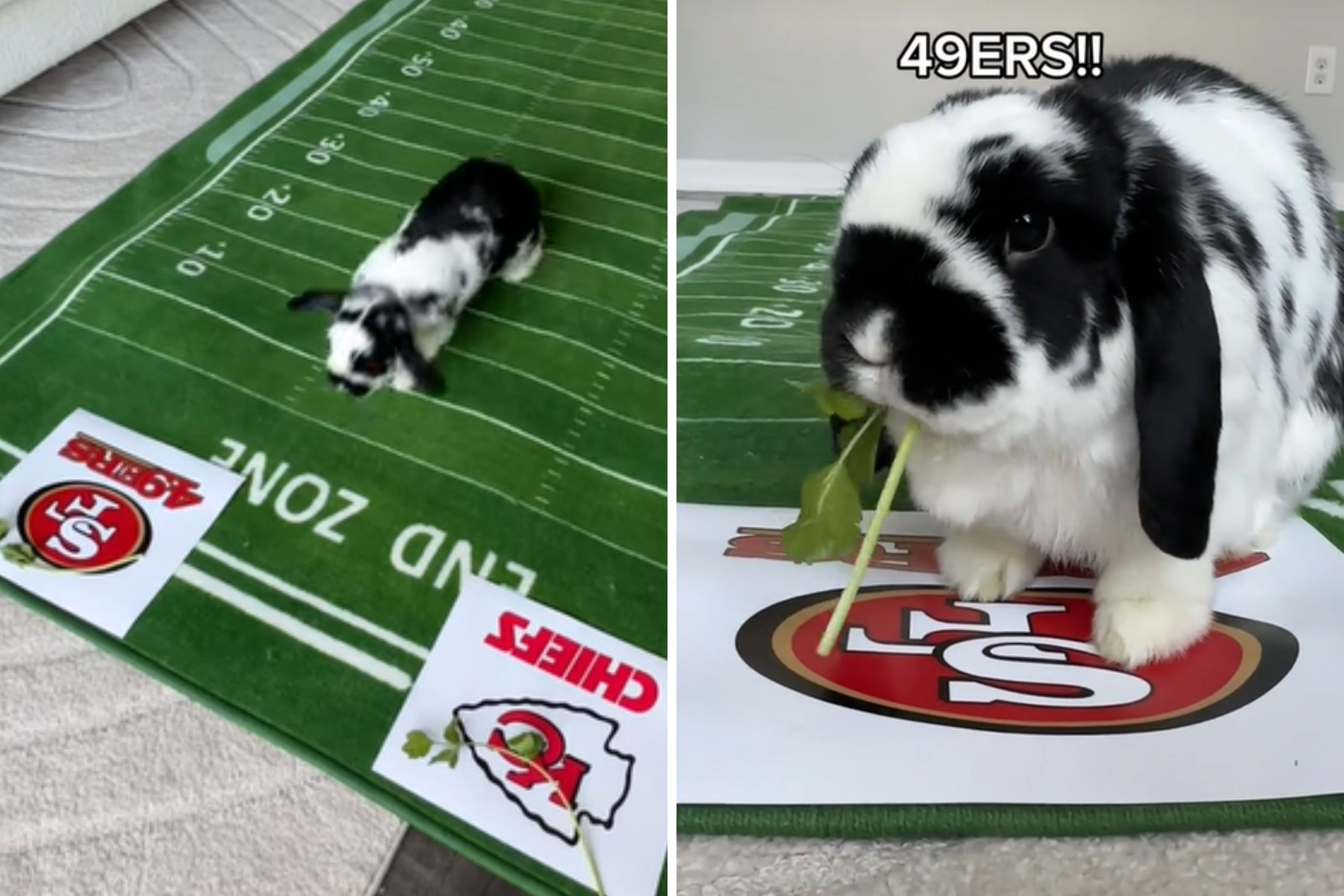 Rabbit Who Got Previous Win Right Reveals Prediction for Super Bowl LVIII