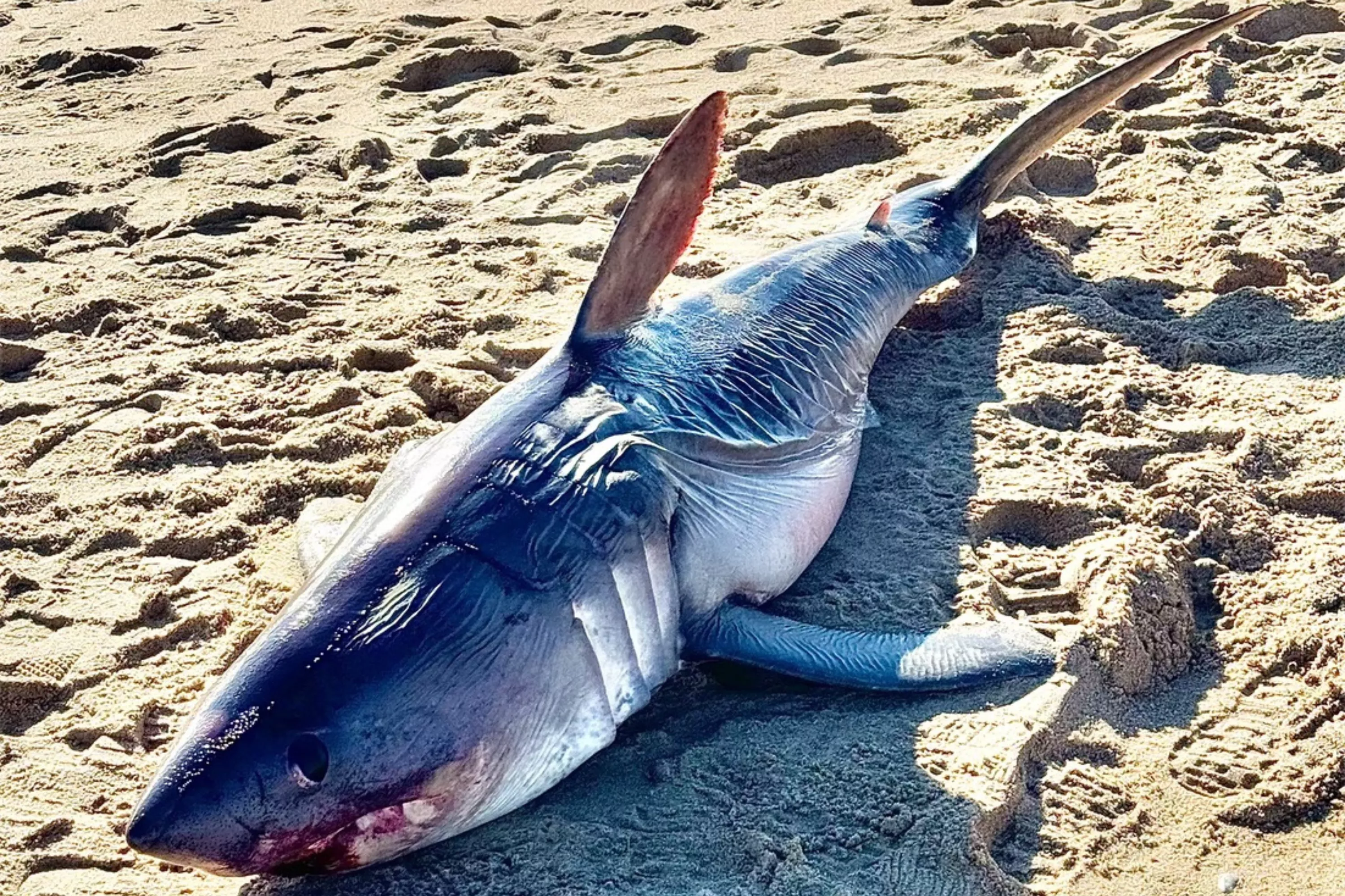 Endangered Shark Species Suddenly Found Dead on Beach - Vimarsana News